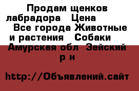 Продам щенков лабрадора › Цена ­ 20 000 - Все города Животные и растения » Собаки   . Амурская обл.,Зейский р-н